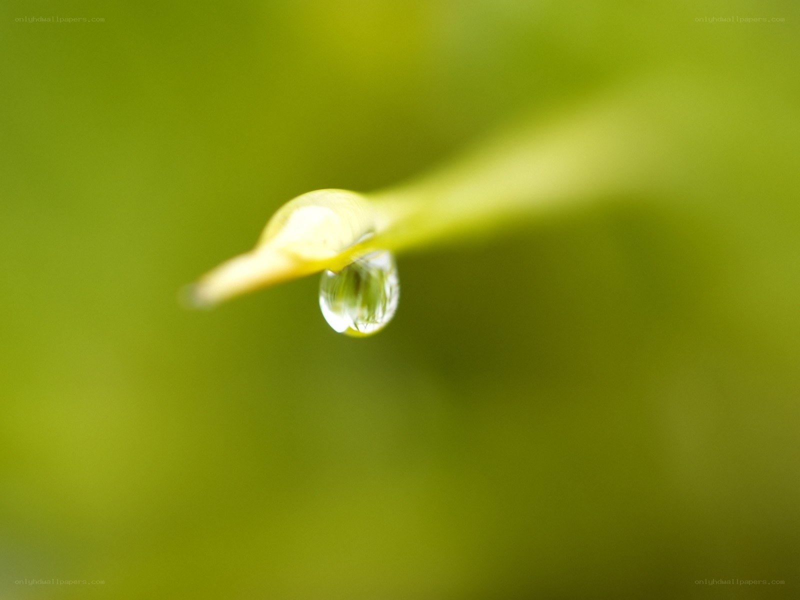 Water droplet on a leaf tip