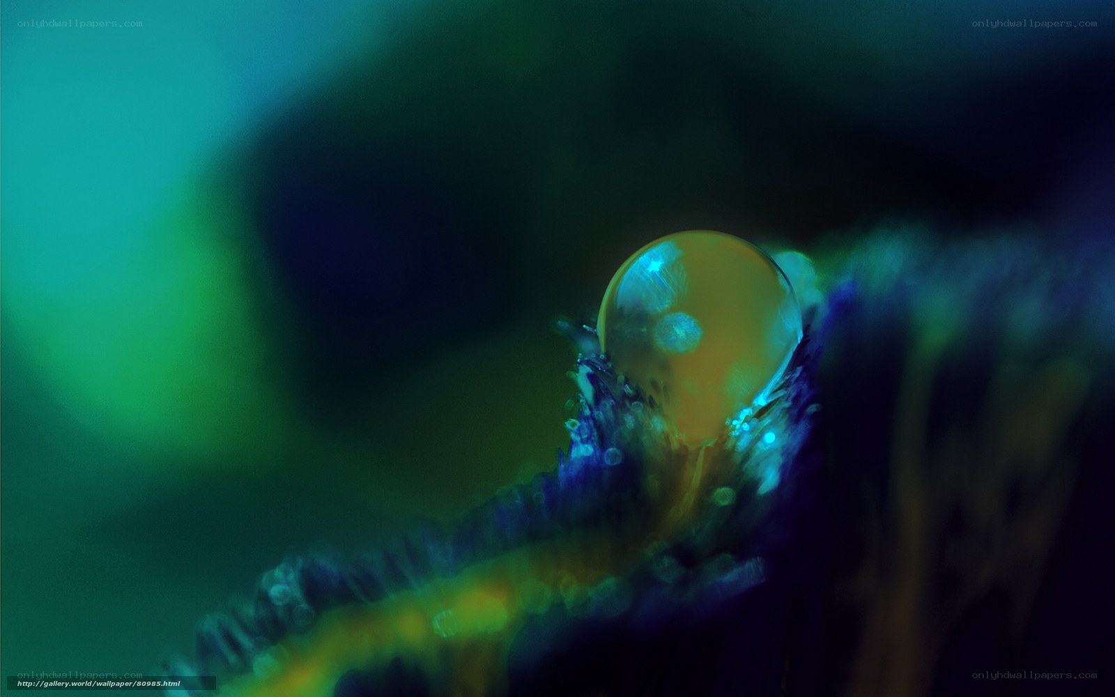 Water droplet on a leaf