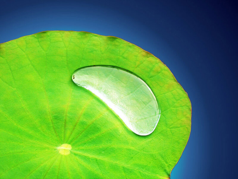 Water droplet on a lotus leaf