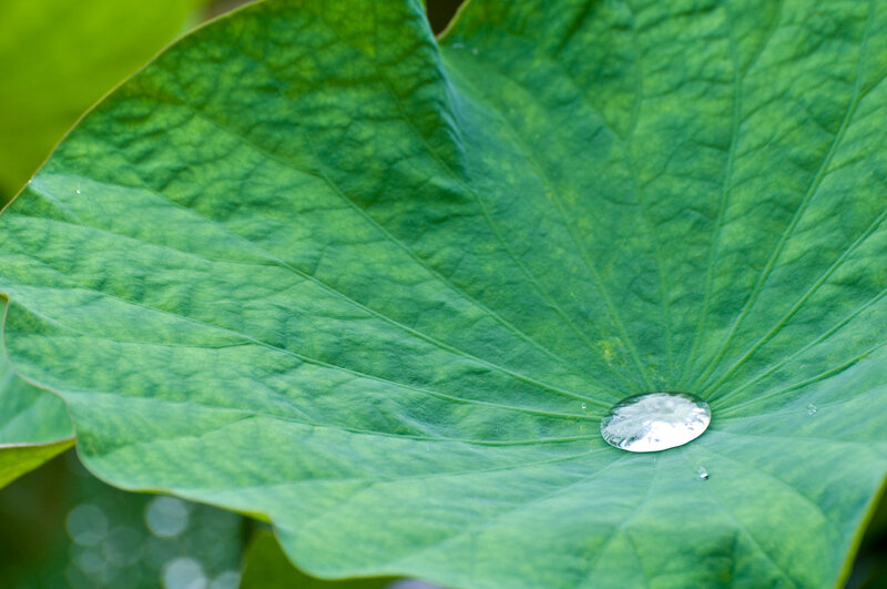 Water droplet on a lotus leaf