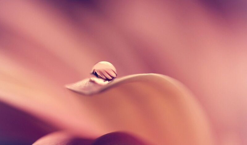 Water droplet on a petal