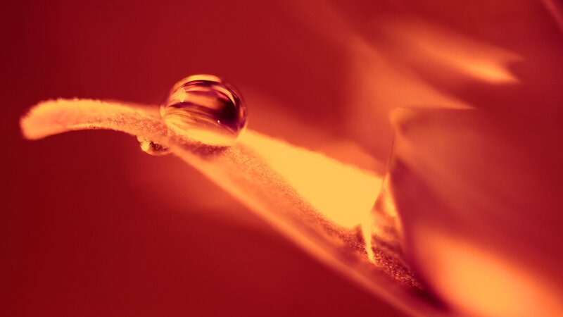 Water droplet on a petal
