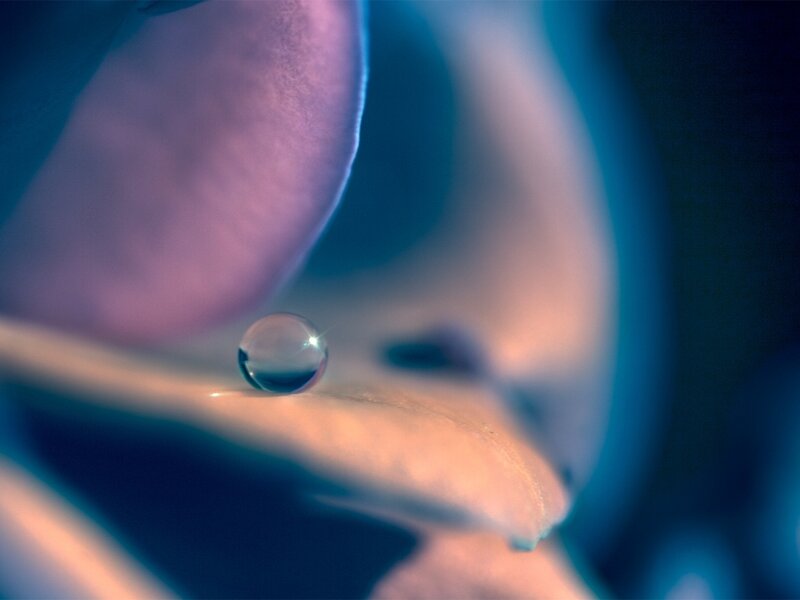 Water droplet on a petal
