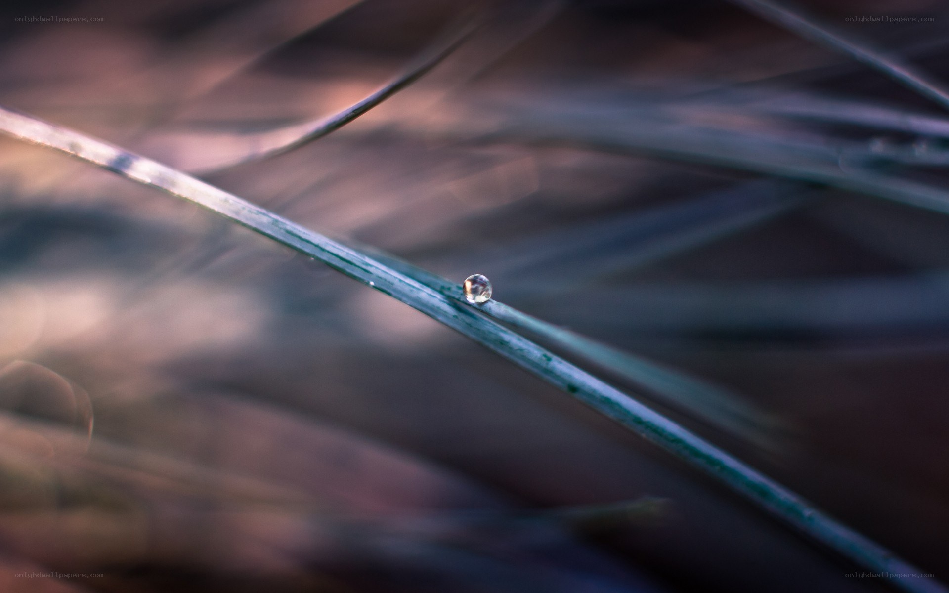 Water droplet on a pine needle