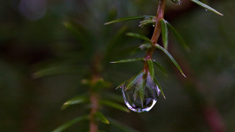 Water droplet on a plant