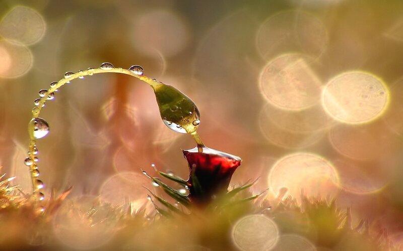 Water droplet on a plant