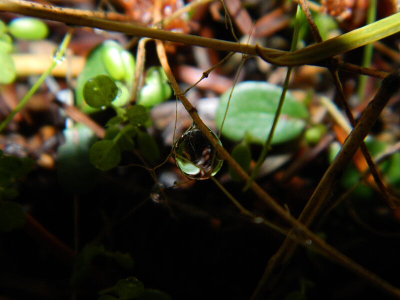 Water droplet on a plant stem