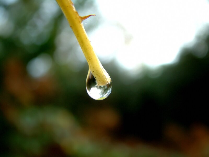 Water droplet on a plant stem