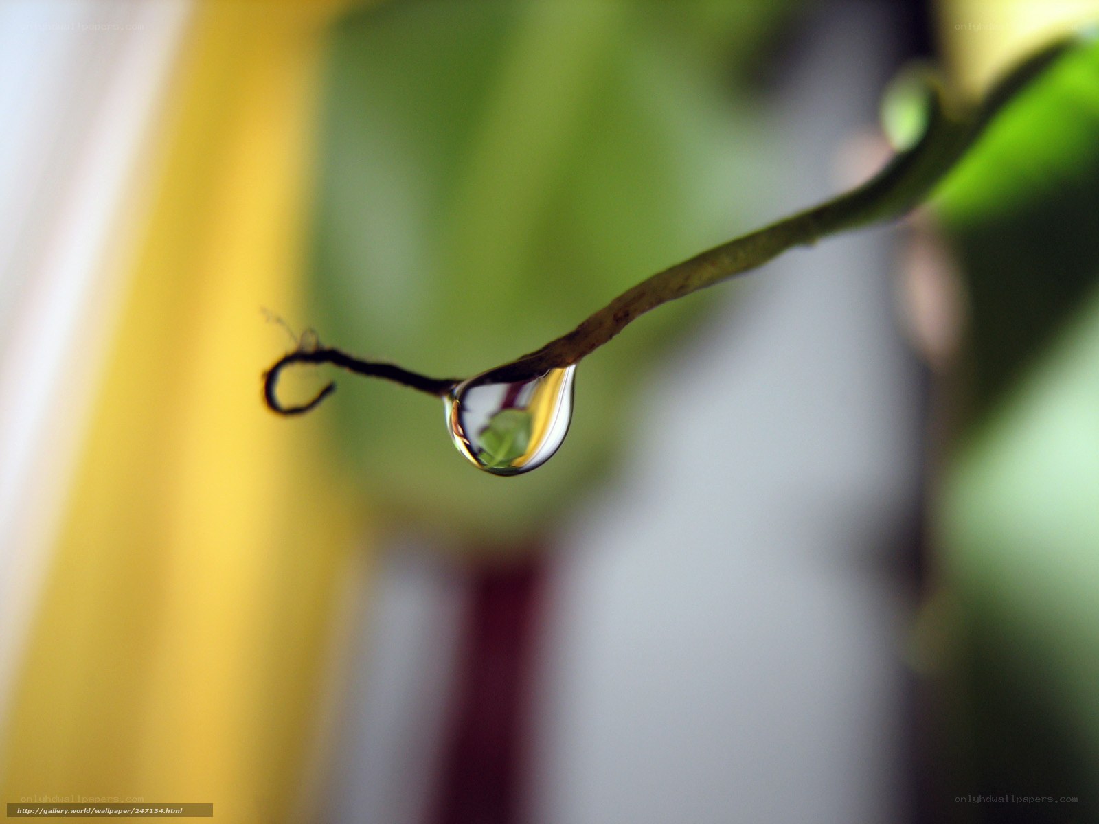 Water droplet on a plant stem