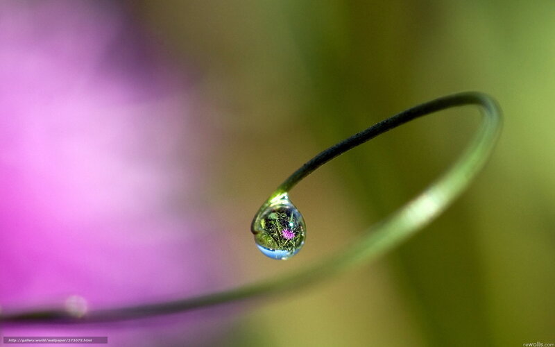Water droplet on a plant stem