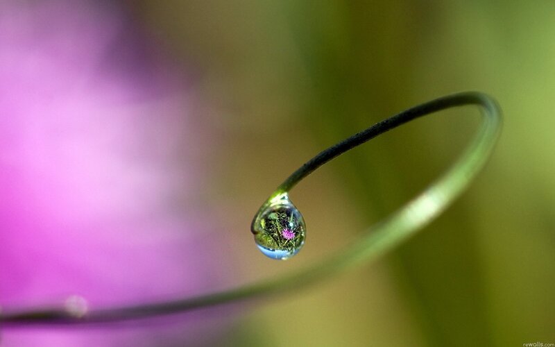 Water droplet on a plant stem