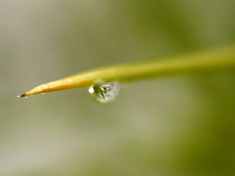 Water droplet on a plant stem