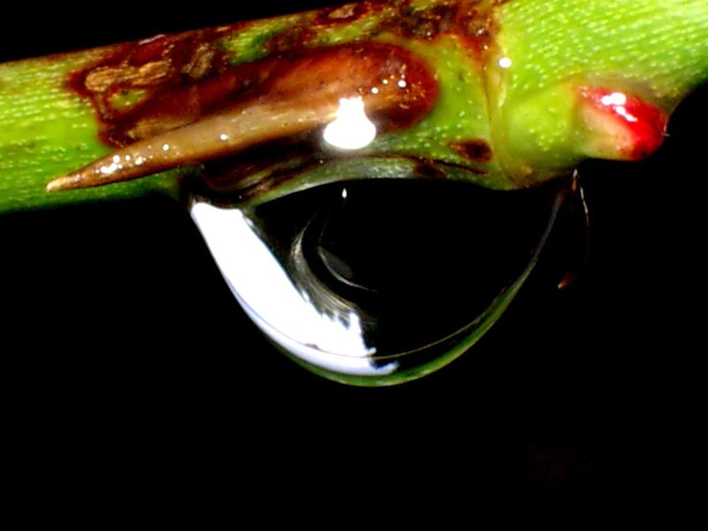 Water droplet on a plant stem