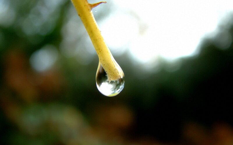 Water droplet on a plant stem