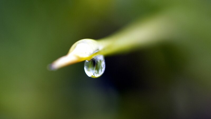 Water droplet on a plant tip