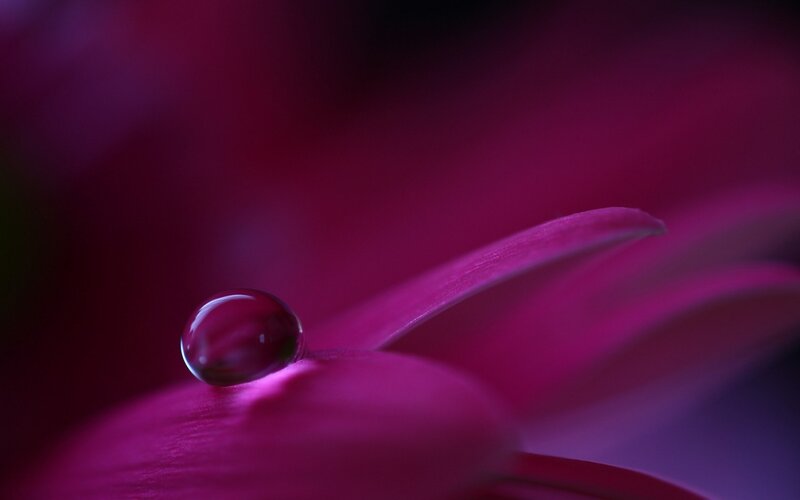 Water droplet on a purple flower