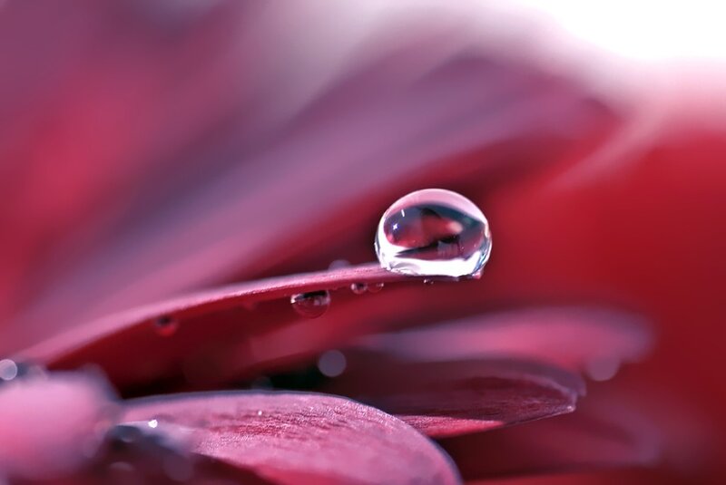 Water droplet on a red petal