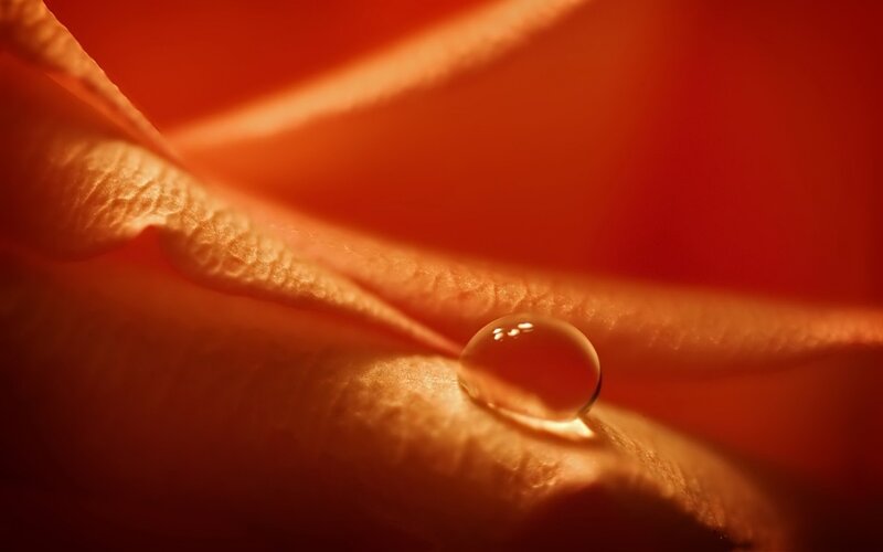 Water droplet on a rose petal