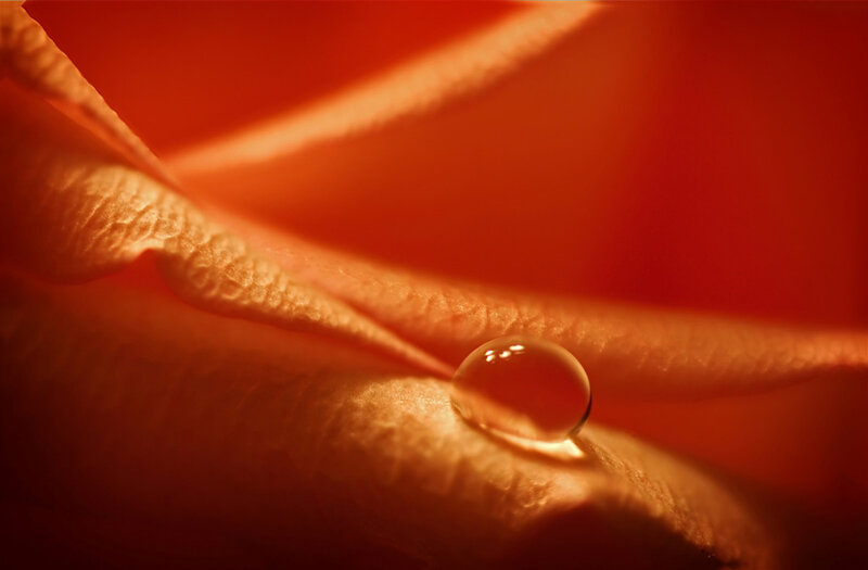 Water droplet on a rose petal