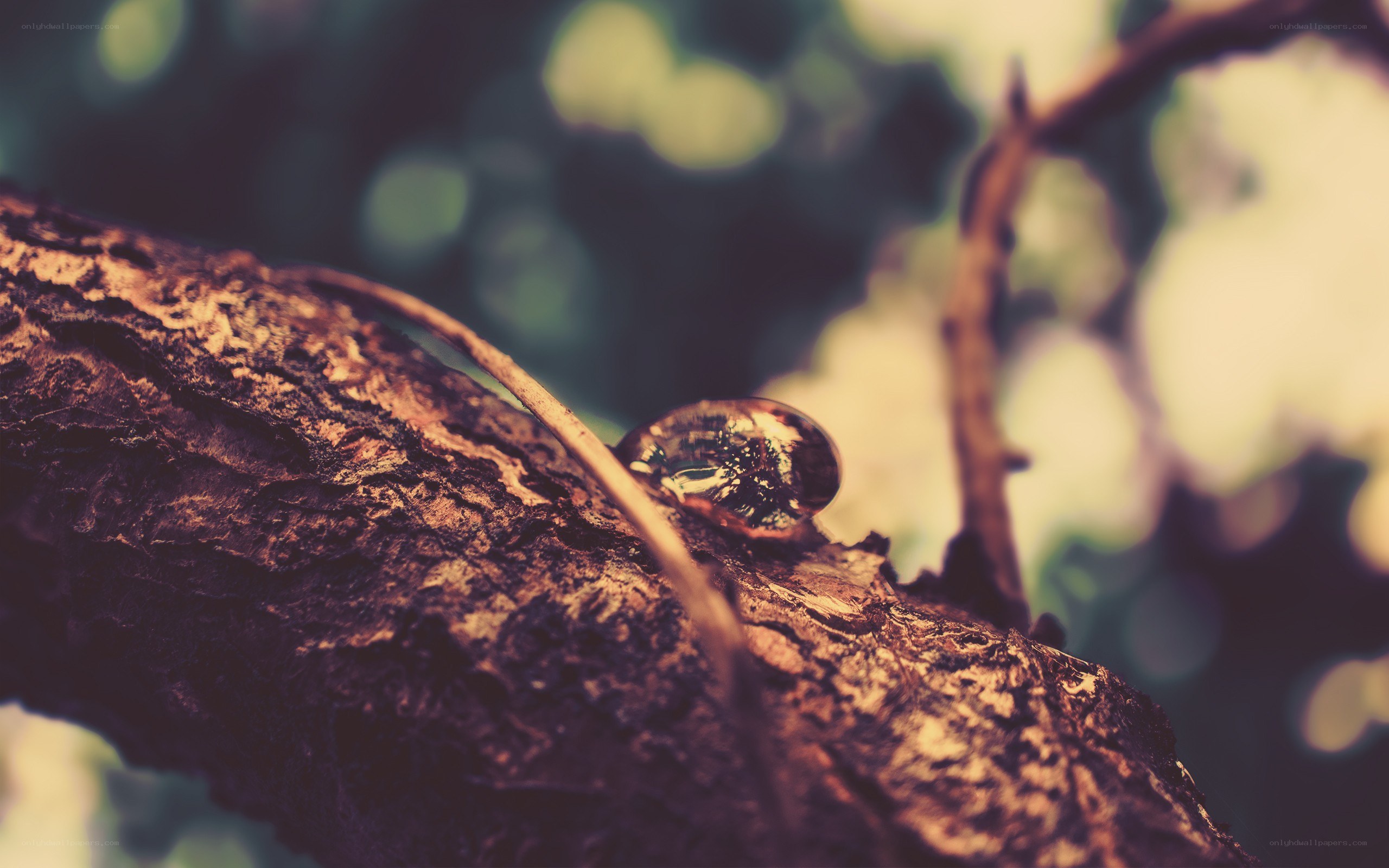 Water droplet on a tree branch