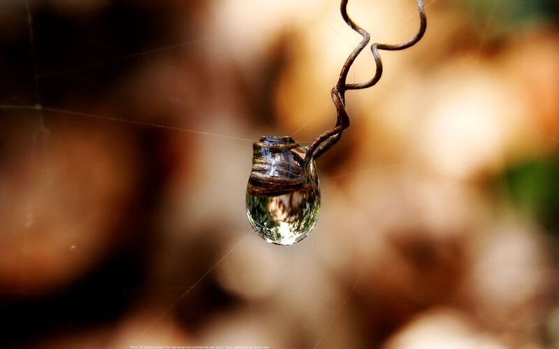 Water droplet on a vine