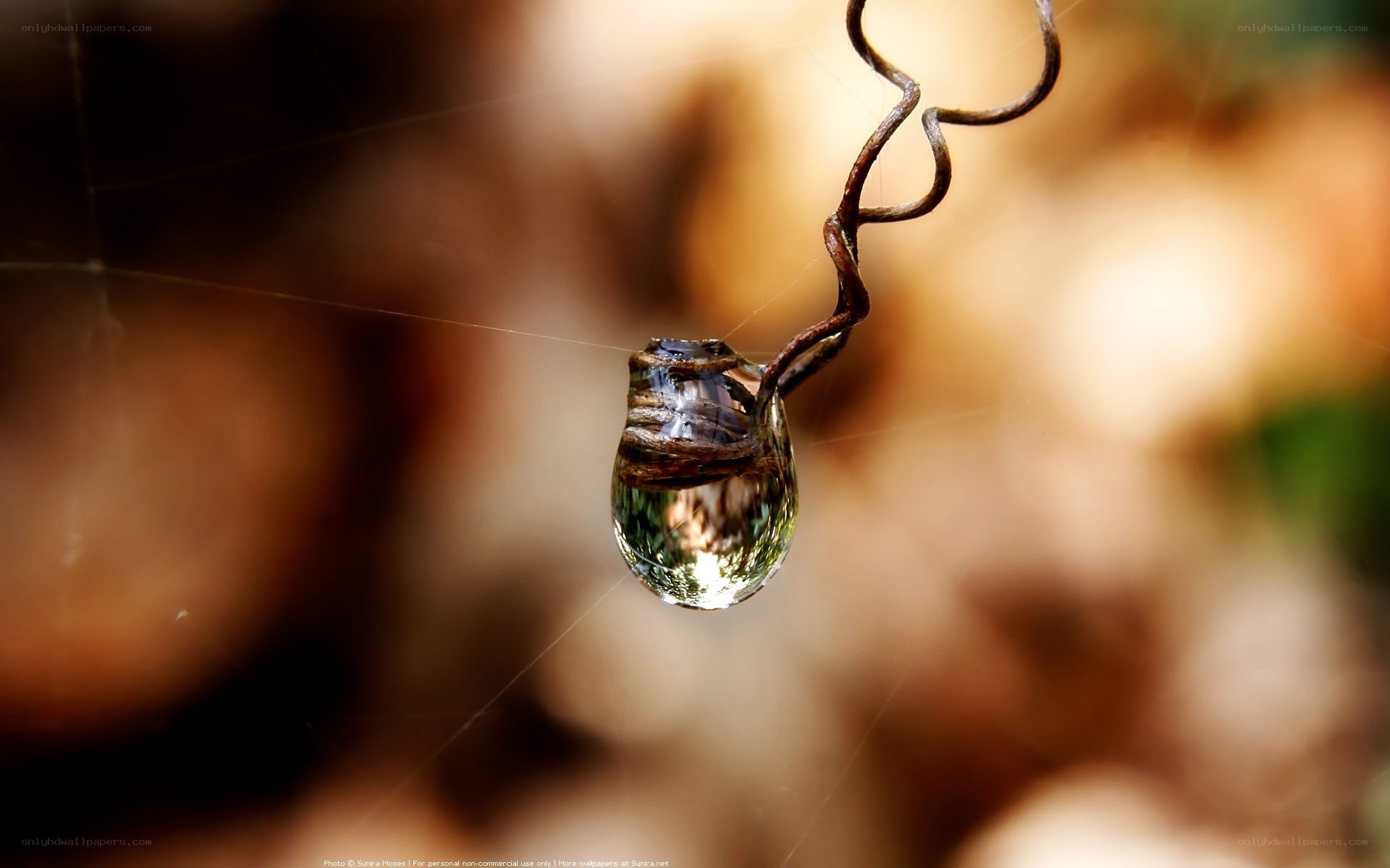 Water droplet on a vine
