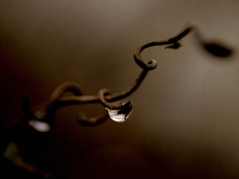 Water droplet on a vine