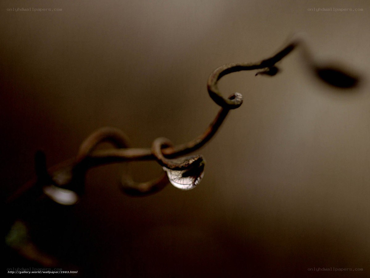 Water droplet on a vine