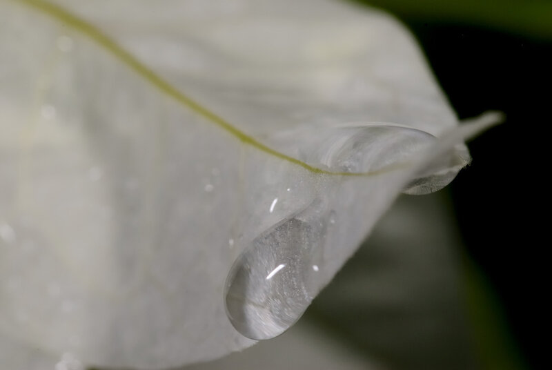 Water droplet on a white petal