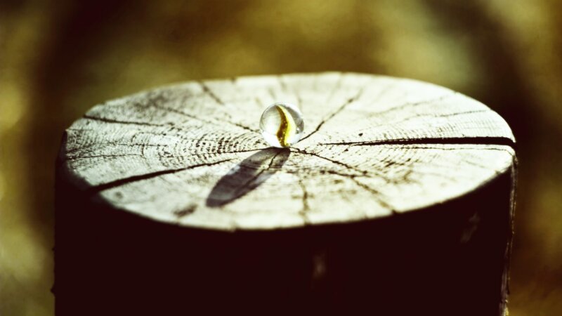 Water droplet on a wooden stump