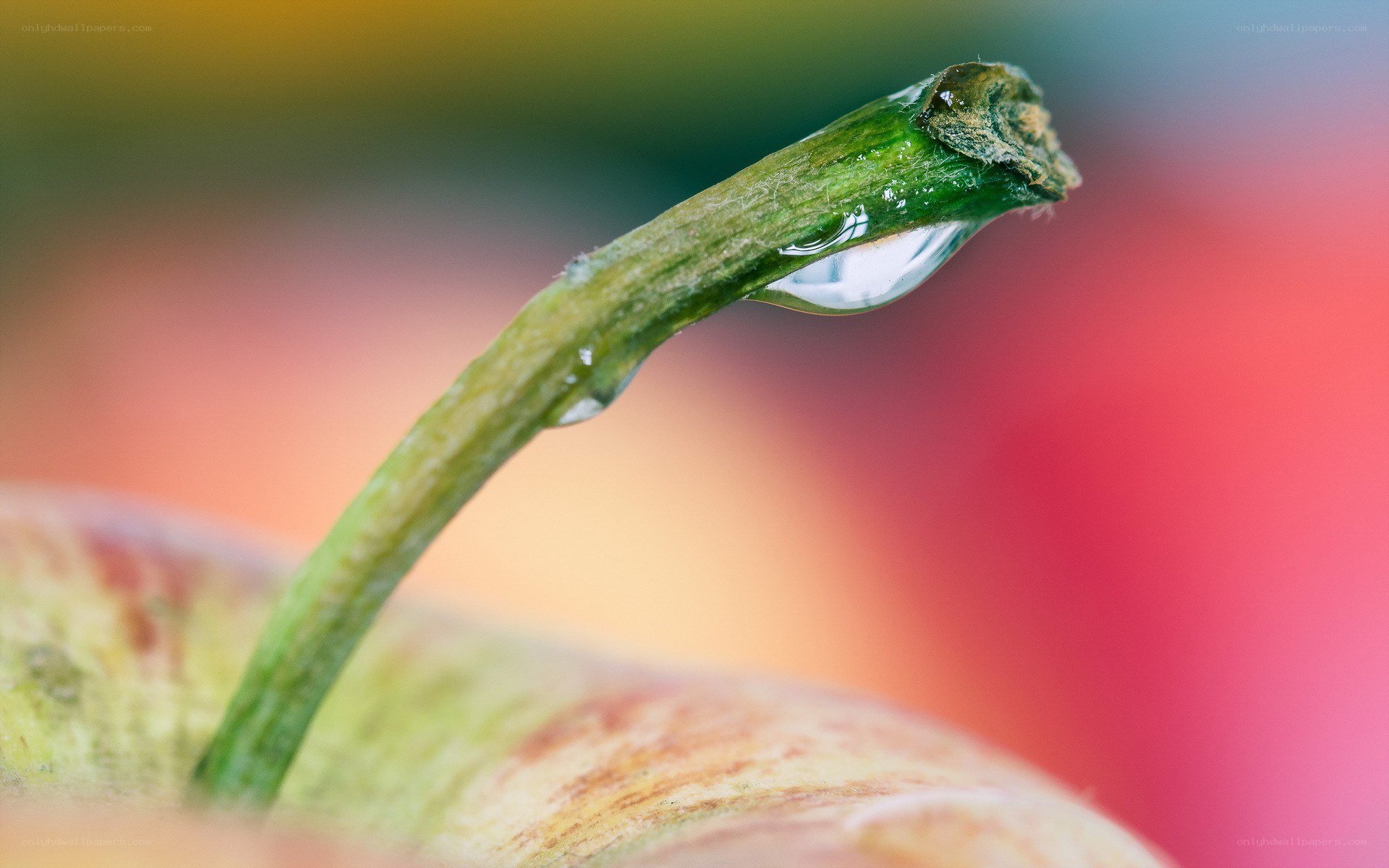 Water droplet on apple stem