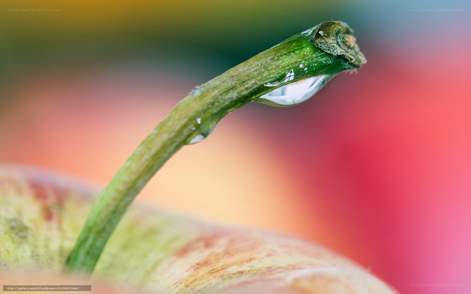 Water droplet on apple stem