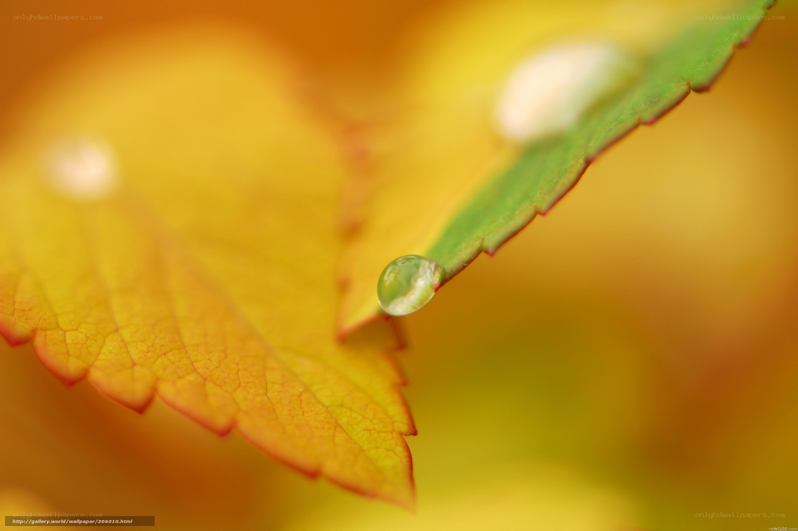Water droplet on autumn leaf