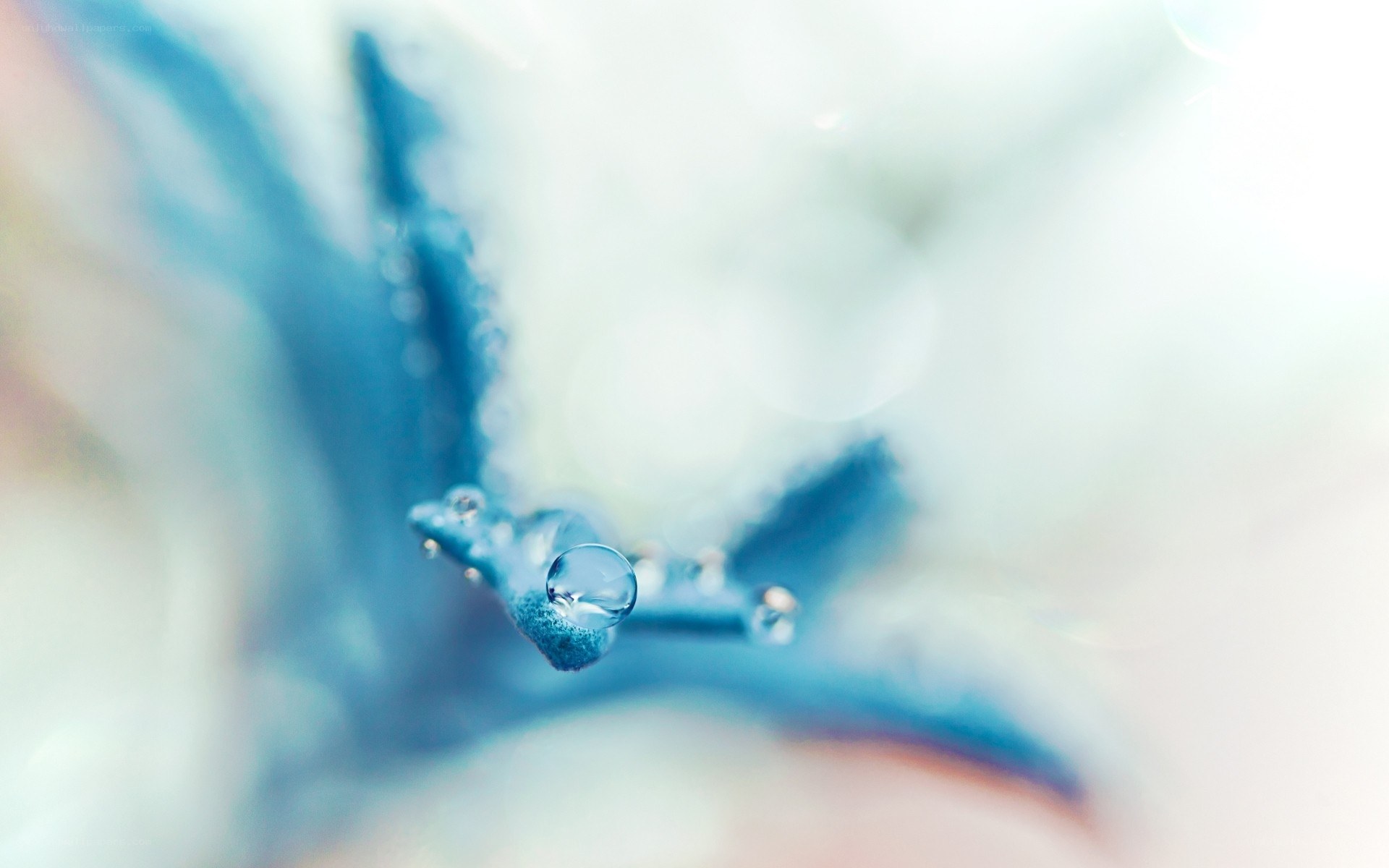 Water droplet on blue flower