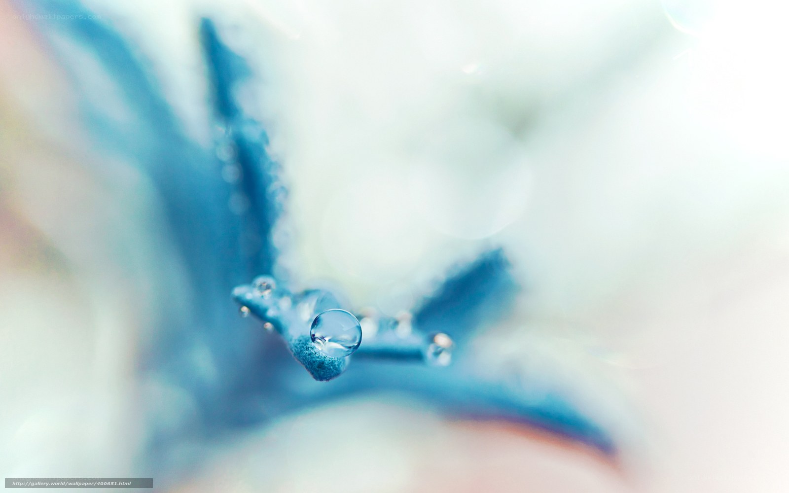 Water droplet on blue flower