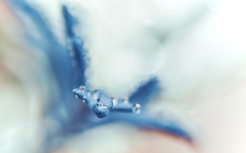 Water droplet on blue flower