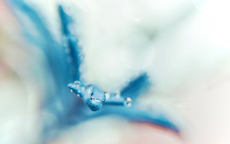 Water droplet on blue flower