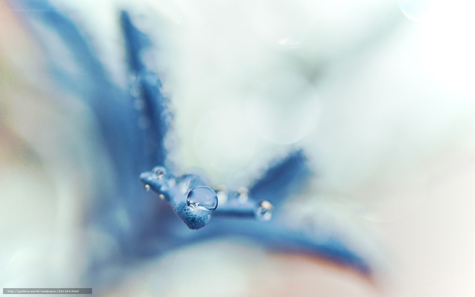Water droplet on blue flower