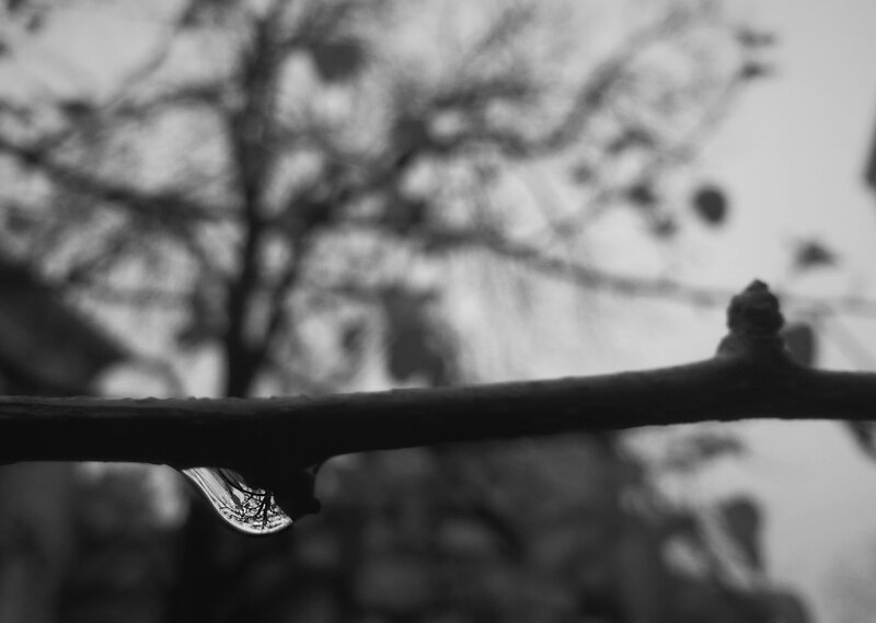 Water Droplet on Branch — Black