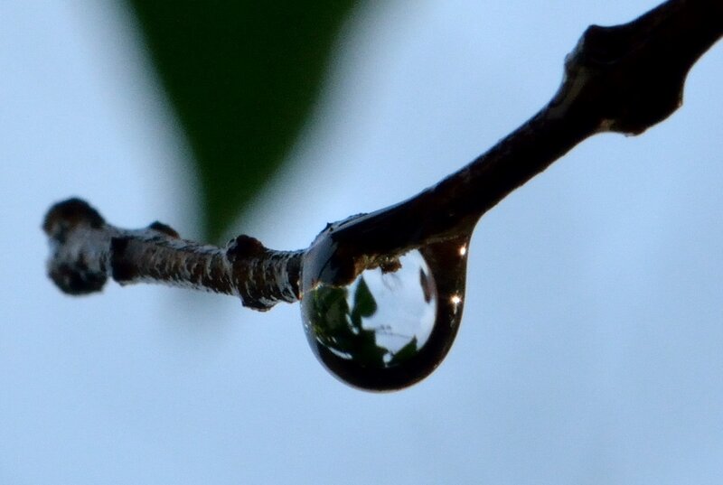 Water Droplet on Branch — Blue