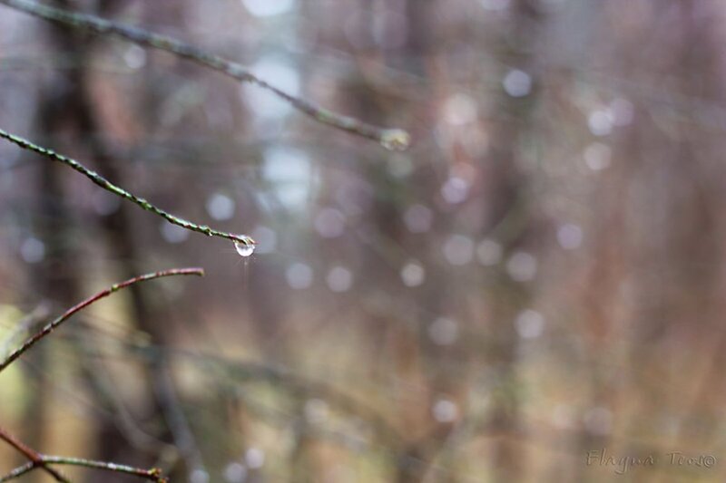 Water Droplet on Branch — Brown