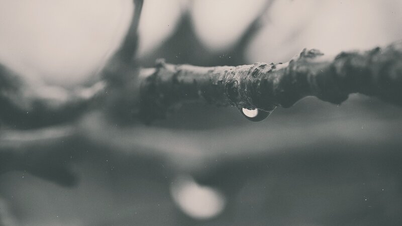 Water Droplet on Branch — Gray, Calm