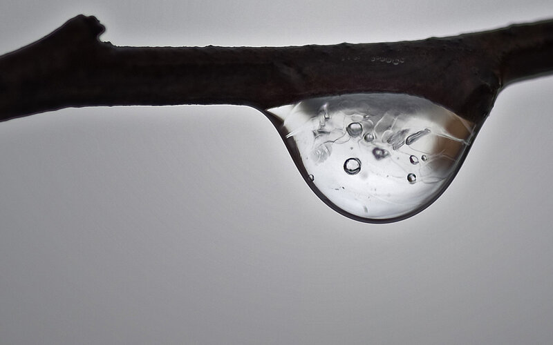Water Droplet on Branch — Gray