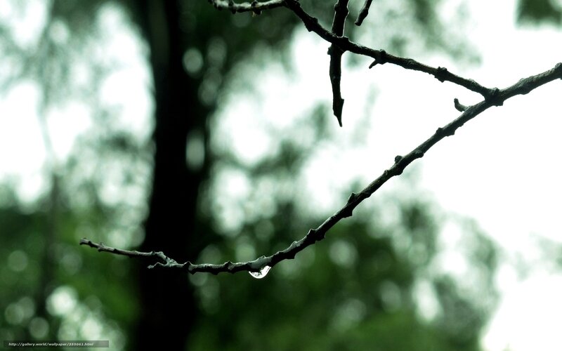Water Droplet on Branch — Green, Calm