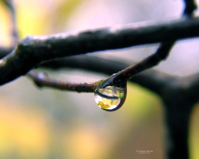 Water Droplet on Branch — Green, Serene, Autumn, Photograph