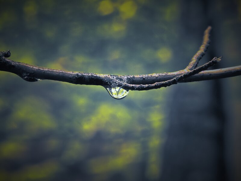 Water Droplet on Branch — Green, Serene, Photograph, Forest