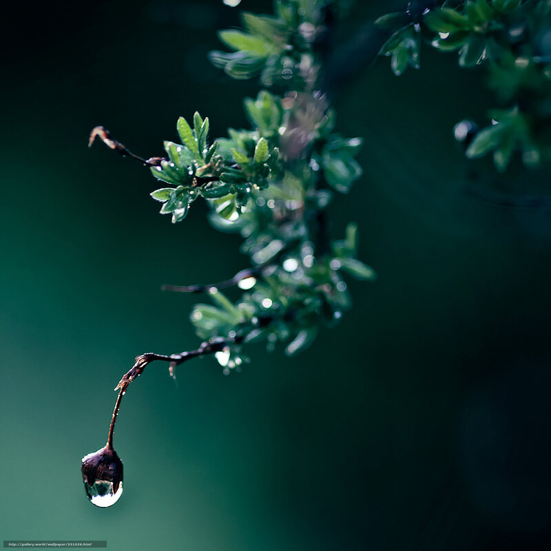 Water Droplet on Branch — Green, Serene, Photograph, Leaves