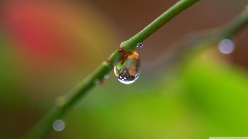Water Droplet on Branch — Green, Serene
