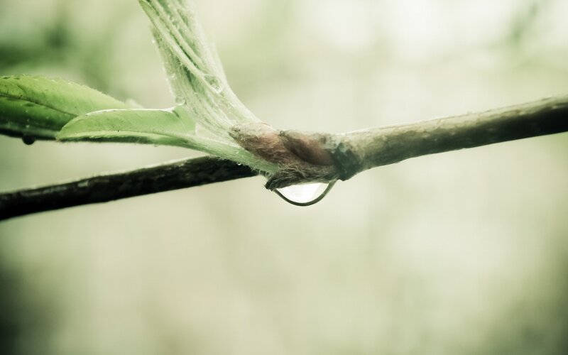 Water Droplet on Branch — Green