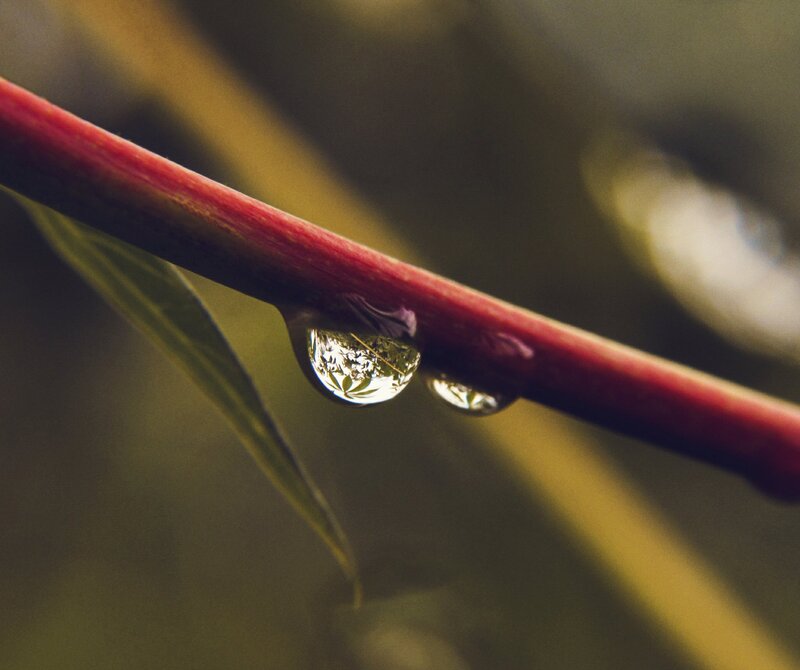 Water Droplet on Branch — Red